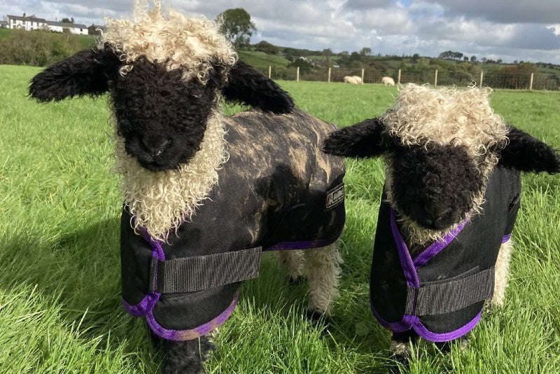 Animal Coats What are they and how can they help? AniMac