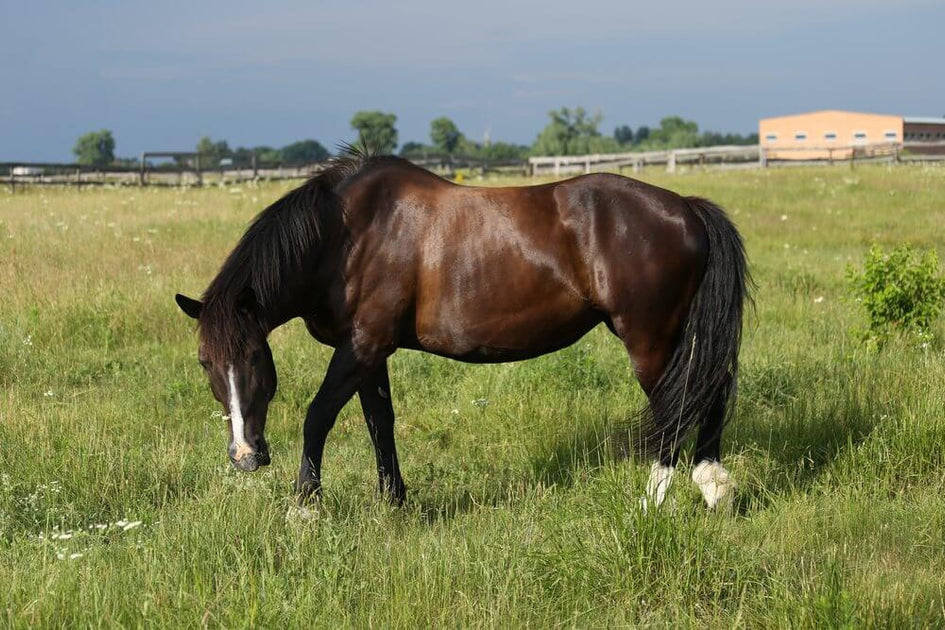 Shires Horse Measuring Tape