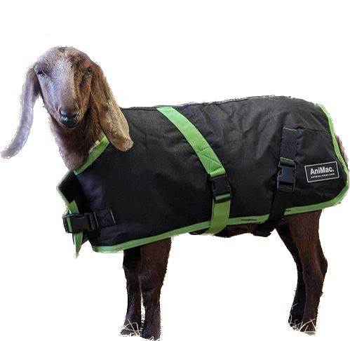 Sheep Coat | Waterproof