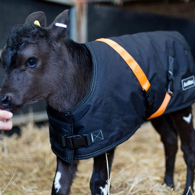 WHICH CALF JACKET IS BEST?  | ASK ANIMAC