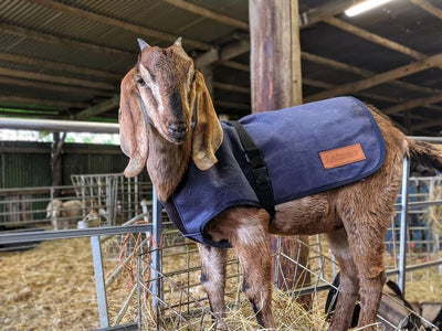 HOW TO CARE FOR YOUR CANVAS GOAT COAT | ASK ANIMAC