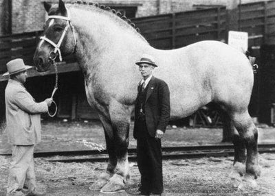 Who was the Biggest Horse in the World?