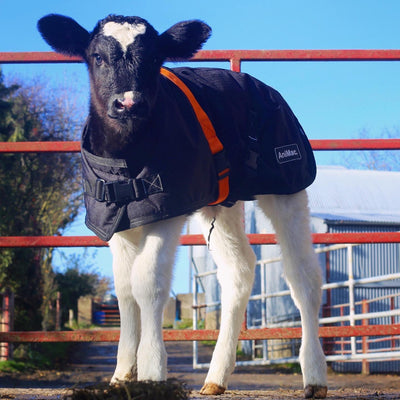 WHAT'S THE DIFFERENCE BETWEEN CALF JACKETS?  | ASK ANIMAC