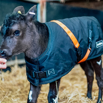 GET YOUR CALF JACKETS READY | ANIMAC