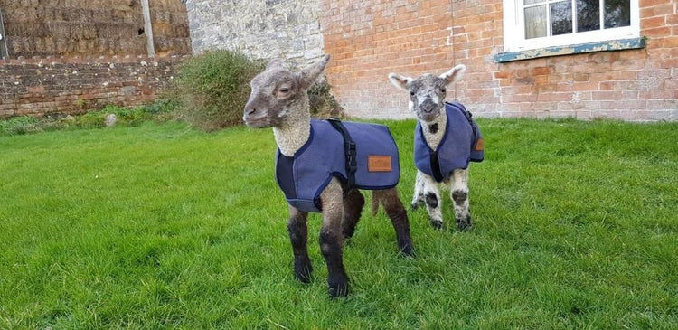 Animac canvas lamb jackets in navy