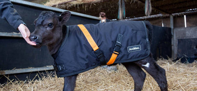 What is a calf jacket?