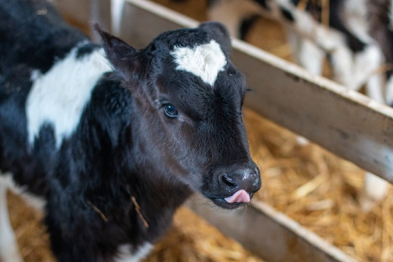 How Do You Wash a Calf Jacket?