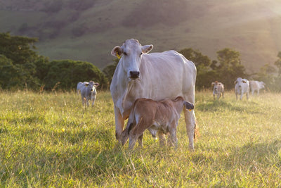 Calf Temperature: Understanding Your Calves Temperature