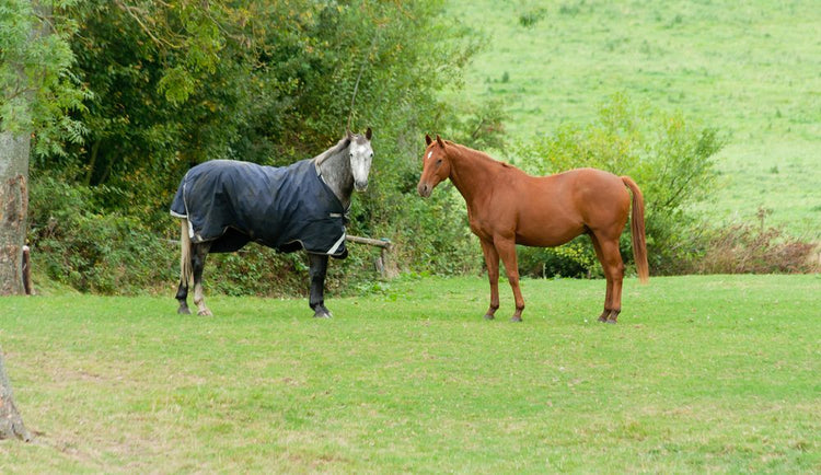 When should I rug my horse?