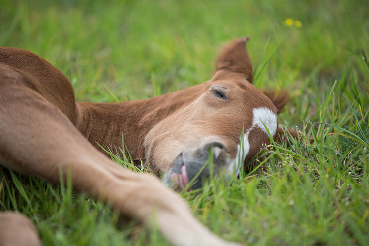 Do horses sleep standing up?