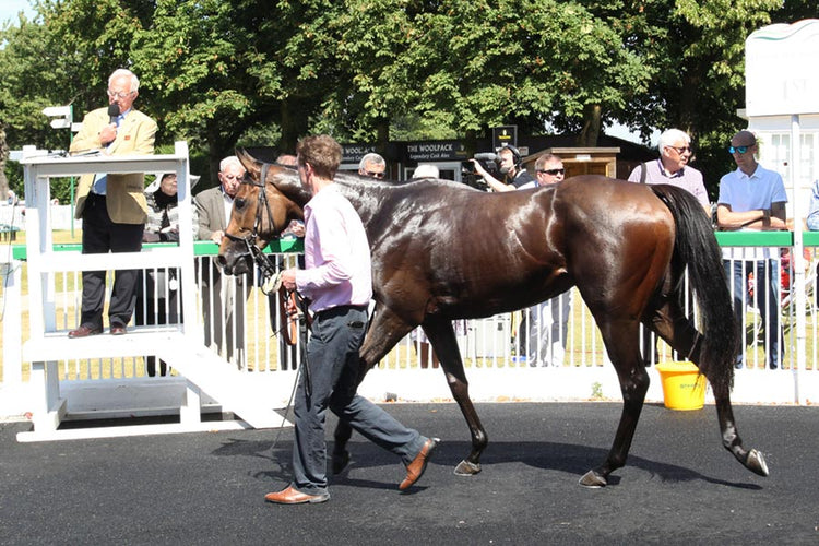 The 7 Most Expensive Horses Ever Sold