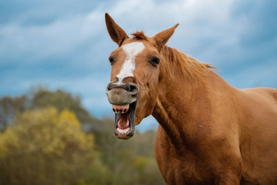 When your horse yawns, what does he really mean?