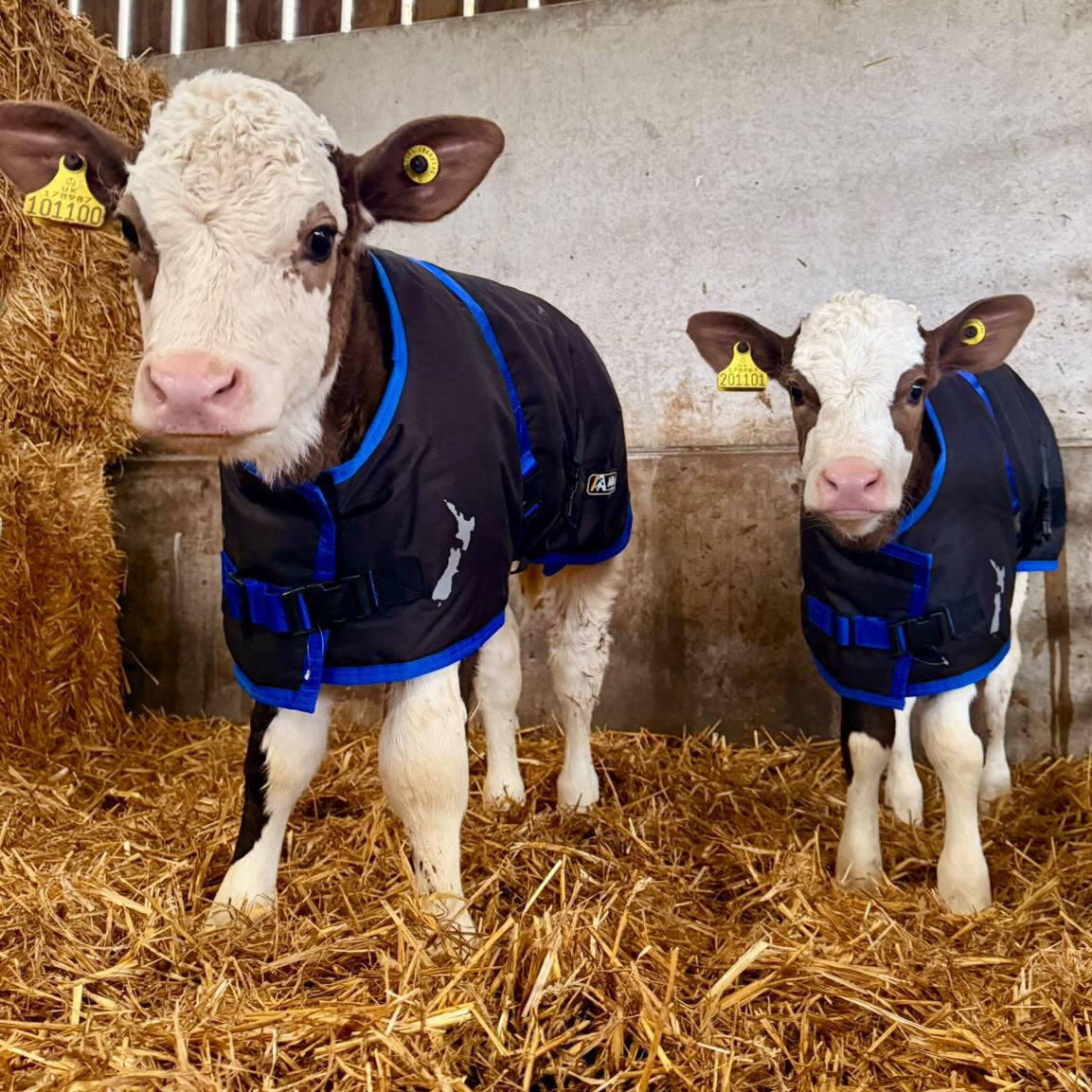 A black and white calf stands outdoors wearing a black and gray AniMac coat, with yellow ear tags and a red metal gate in the background.