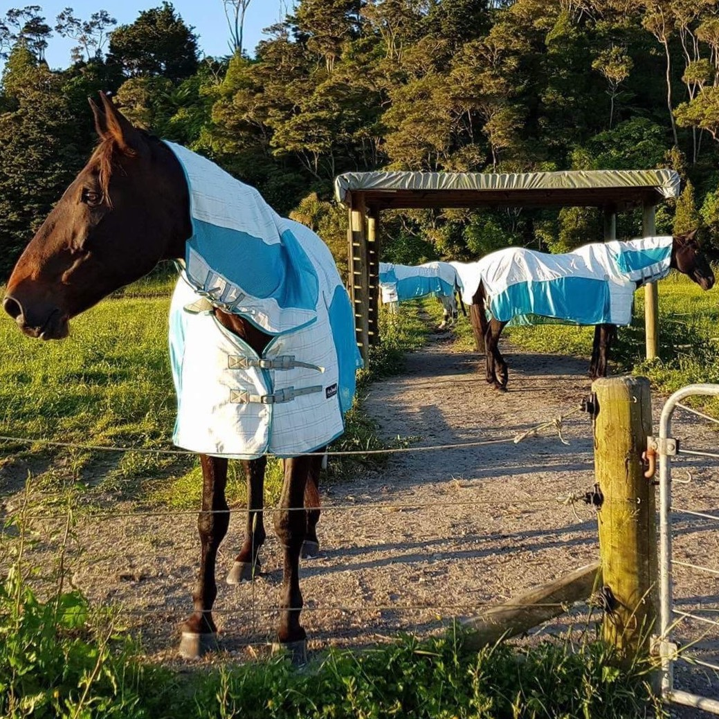 Fly Rugs For Horses | AniMac Animal Wear