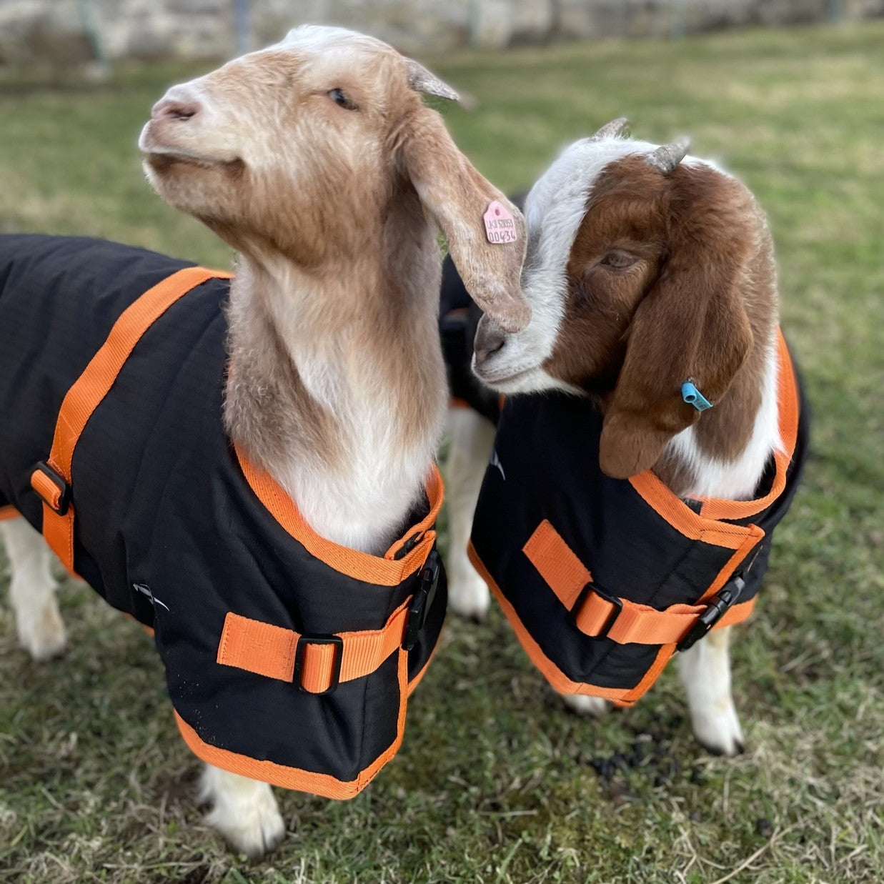goat coat