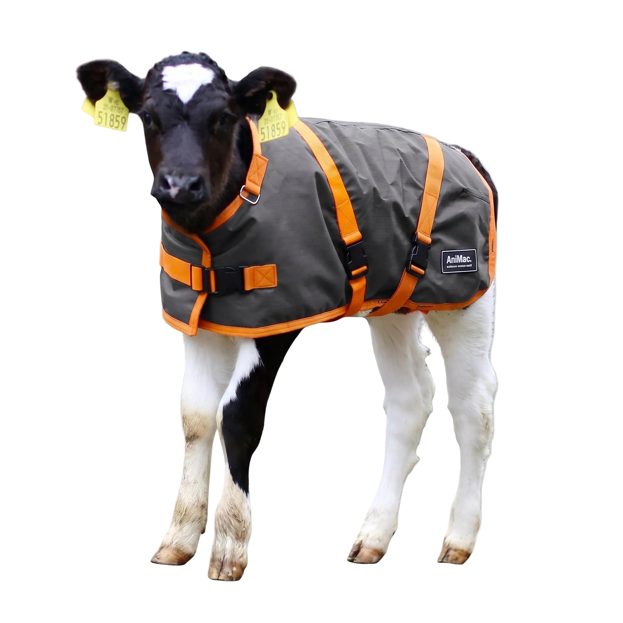animac light weight calf jacket