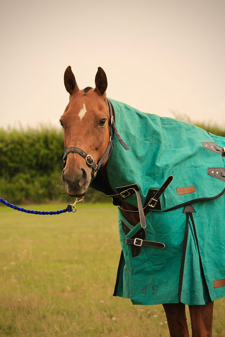 A brown horse in an AniMac Neck Cover | NZ 18oz Canvas and Wool Lining (Hunter Green) stands on grass, facing the camera with a blue lead rope on its halter. Bushes and a cloudy sky are visible in the background.
