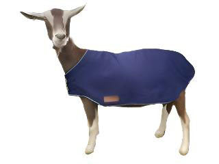 A brown and white goat stands facing forward, wearing an AniMac Travel & Show Goat Coat in blue that covers its back and sides, set against a plain white background.