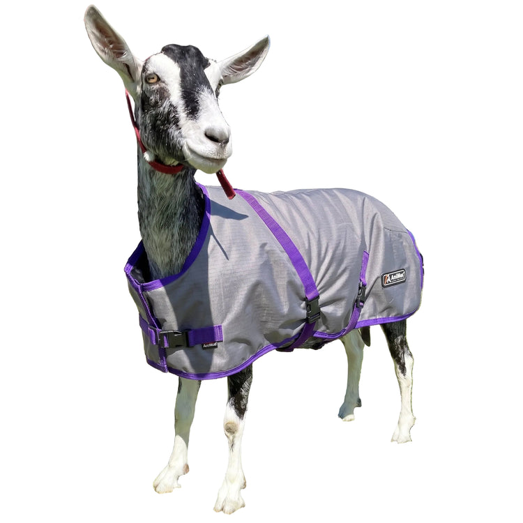 Goat wearing a gray and purple coat in an outdoor setting 