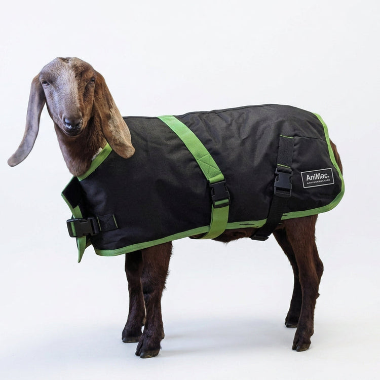 An AniMac Sheep Coat | Waterproof in black and green, featuring side straps and a branded label, is worn by a brown goat standing against a plain white background.