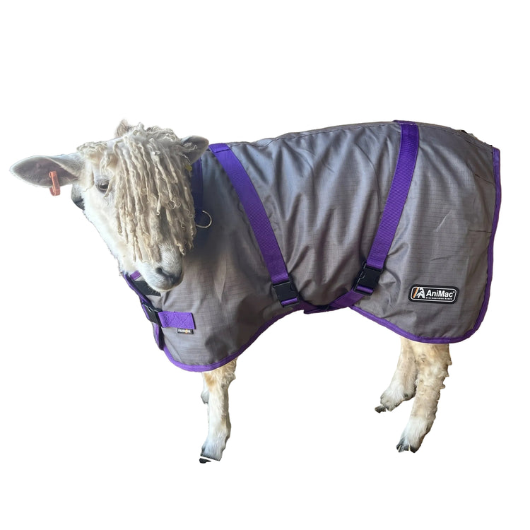 A sheep faces left wearing the AniMac Lightweight Sheep Coat | Waterproof in grey and purple, featuring black straps, a visible AniMac logo on the side, and wool partly covering its eyes.