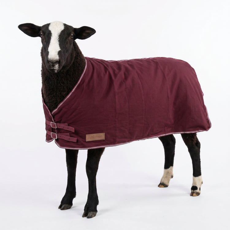 A black and white sheep faces forward on a plain white background, wearing the AniMac Travel & Show Sheep Coat in maroon, secured with chest straps.