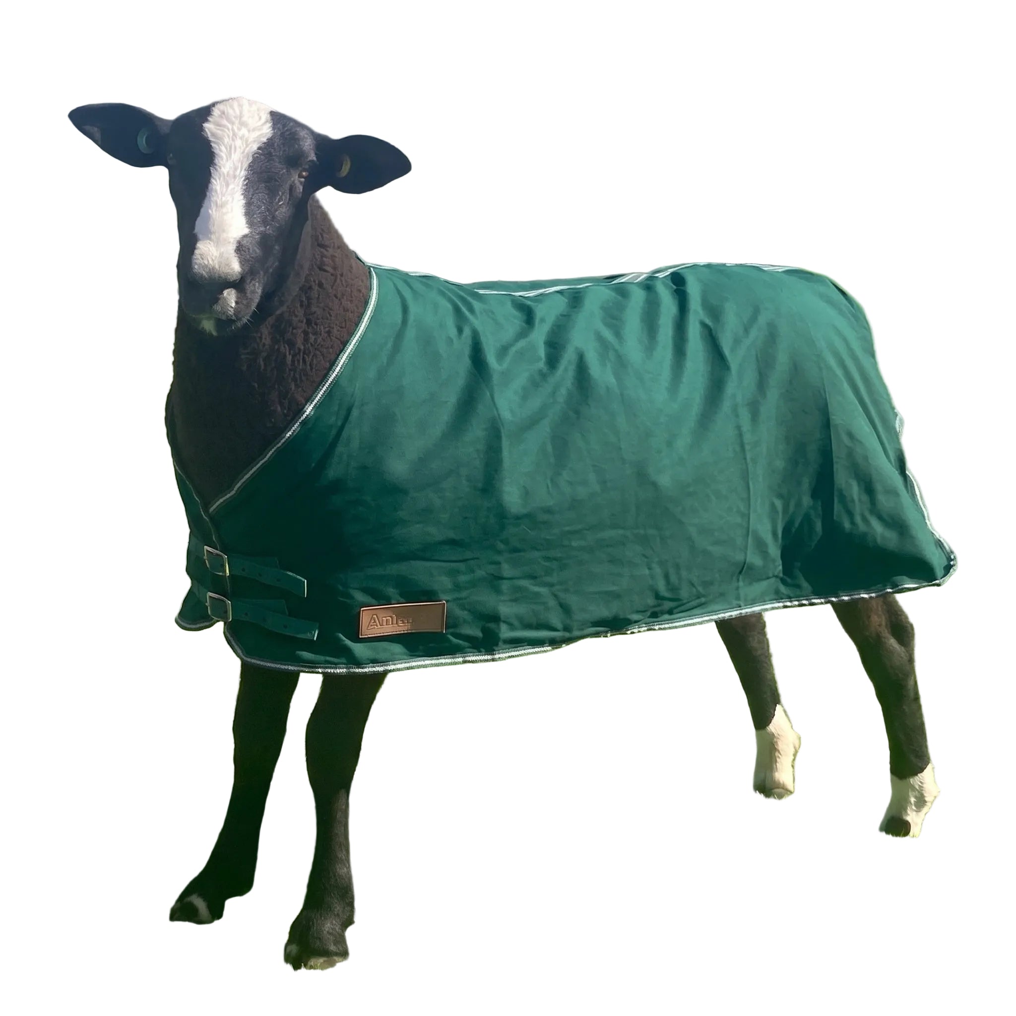 A black and white sheep wearing the AniMac Travel & Show Sheep Coat in green, secured with two straps, stands on a white background.