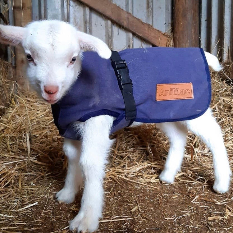 A young white baby goat, wearing an AniMac Canvas Lamb Coat | Wool Lined in blue, stands on straw inside a barn and looks toward the camera.