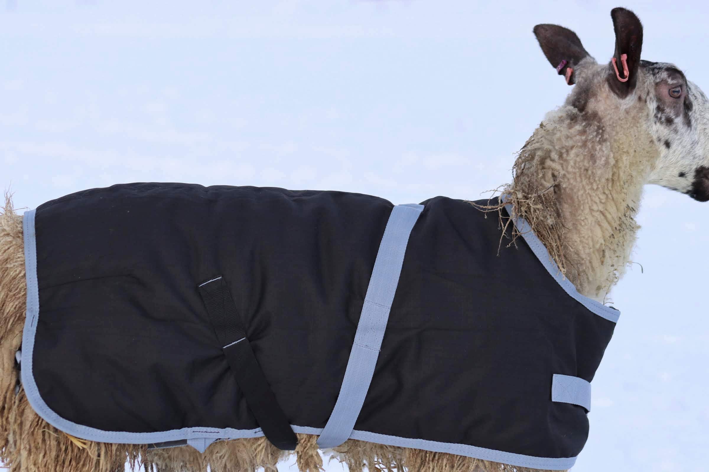 Sheep Coat | Waterproof – AniMac