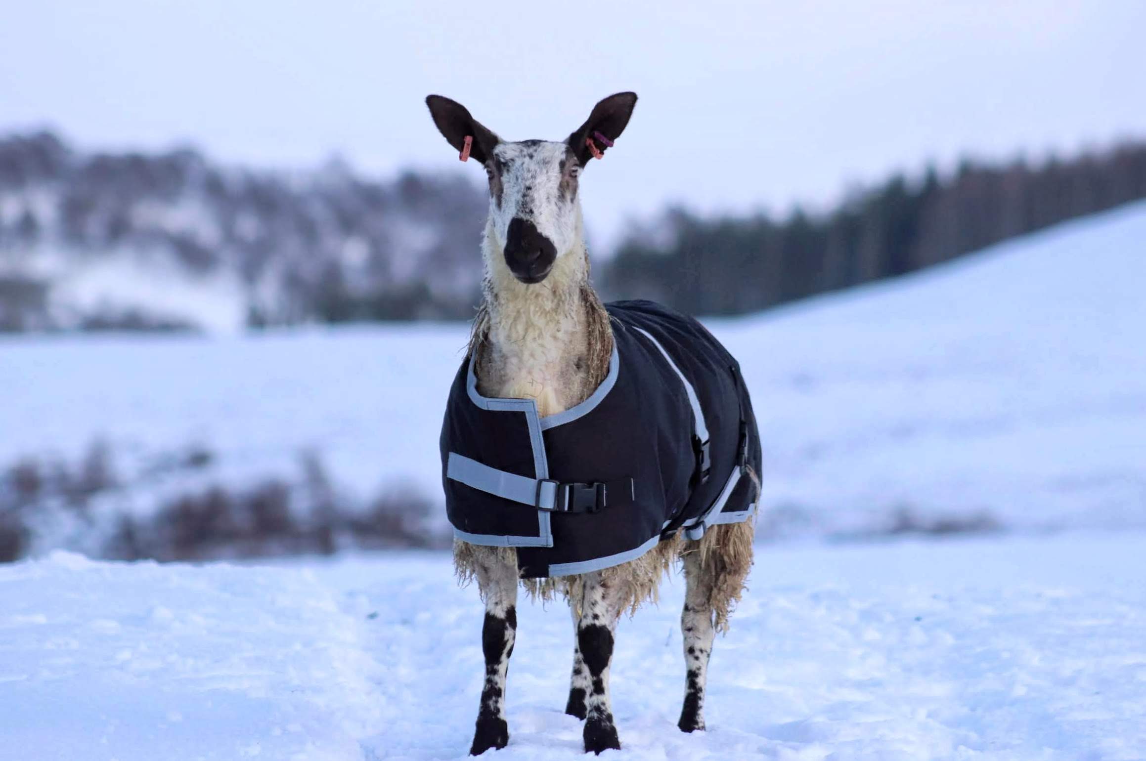 Sheep Coat | Waterproof – AniMac