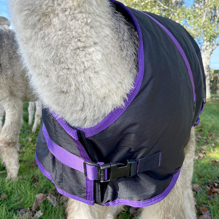 A close-up of an alpaca wearing an AniMac Alpaca Coat | Waterproof in black and purple with a buckle strap, standing on grass with another alpaca and trees in the background.