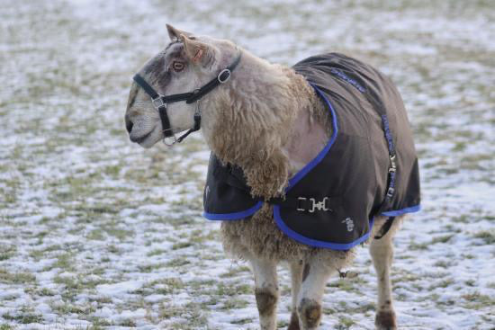 Sheep Coat - AniMac Ram Rug