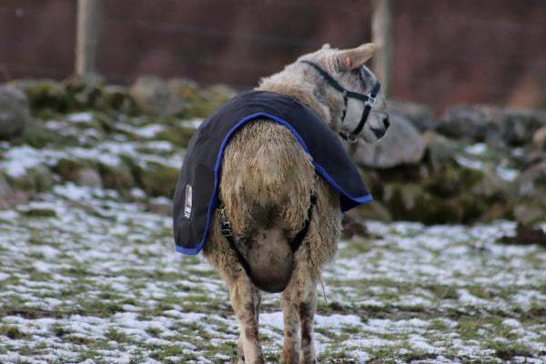 Sheep Coat - AniMac Ram Rug