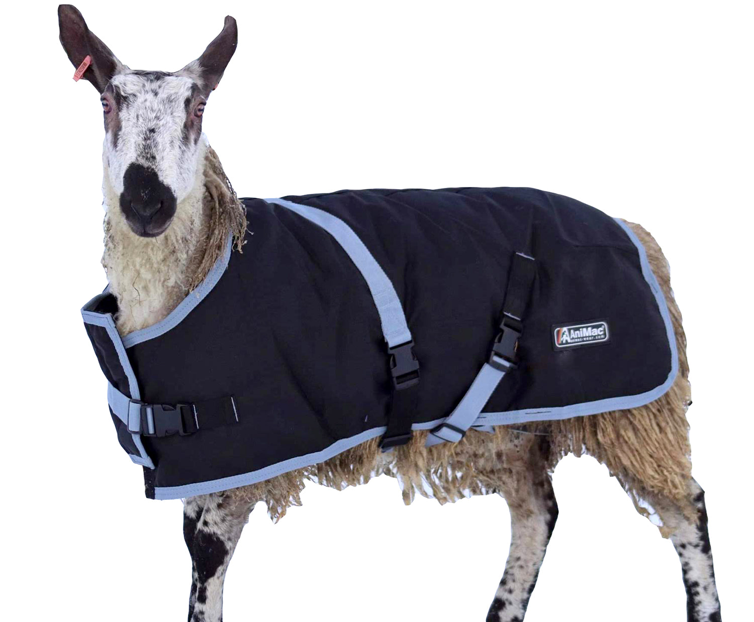 Sheep Coats & Lamb Jackets | AniMac Animal Coats