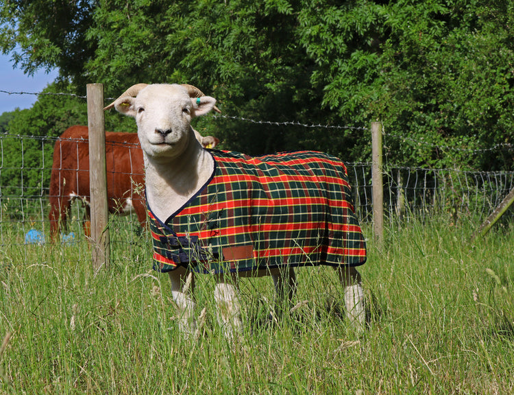 AniMac Sheep Travel & Show Coat