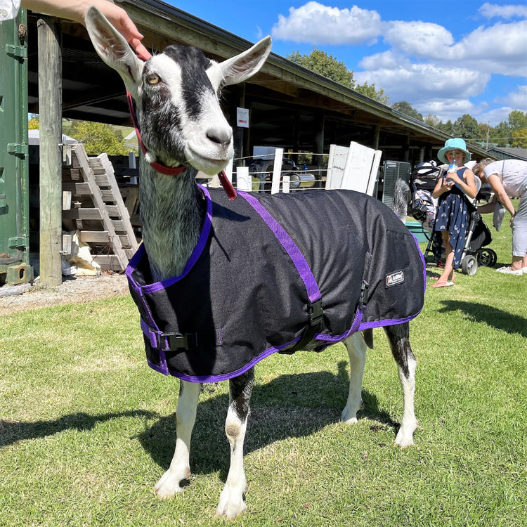 A black and white goat, wearing the AniMac Goat Coat | Waterproof with purple trim, stands on grass while a hand pets its head. In the background are people, a stroller, and farm buildings beneath a blue sky with clouds.