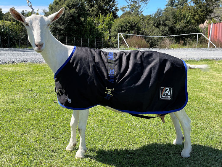 A white goat stands on grass, wearing the AniMac Goat Coat | Waterproof with black and blue colors and buckles. The “AniMac” logo patch is visible. In the background are trees, a soccer goal, a fence, and a gravel road under a clear sky.