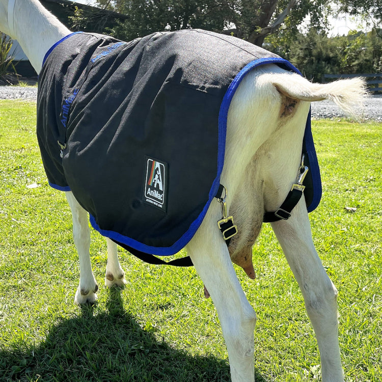 A goat stands on grass in sunlight, wearing a black and blue AniMac Goat Coat | Waterproof with the AniMac logo visible. Only the back half of the goat is shown.
