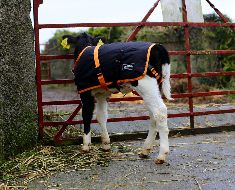Calf Jackets AniMac