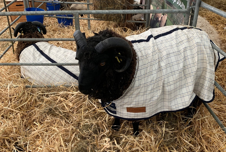 Sheep coats for sale on sale