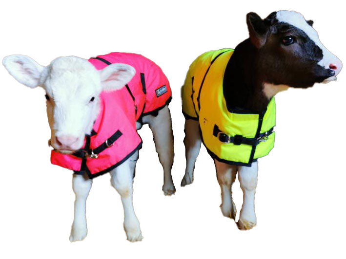 Two calves stand side by side, each in a vibrant AniMac Premium Calf Jacket—one pink, one yellow. These waterproof jackets with metal clips keep them dry and comfortable against the white background.
