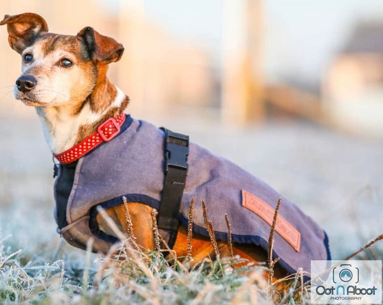 A small brown and white dog in an AniMac Canvas Lamb Coat | Wool Lined and a red collar sits in a frosty field, gazing to the side. The background is blurred with a photography logo in the bottom right corner.