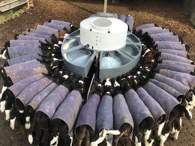 Calf Jackets Calf Blanket Calf Coat